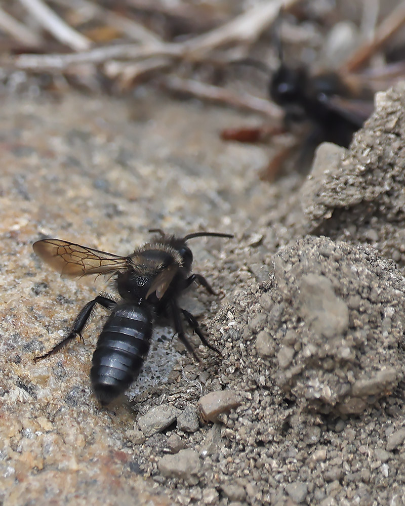 Black mining bee